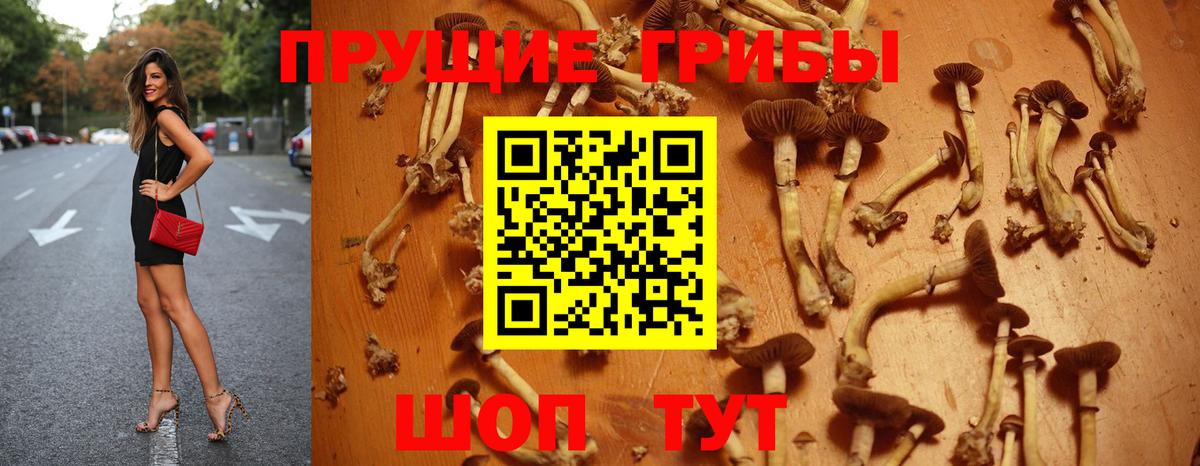 Керчь  хочу   Вход с VPN  Псилоцибиновые грибы GOLDEN TEACHER 